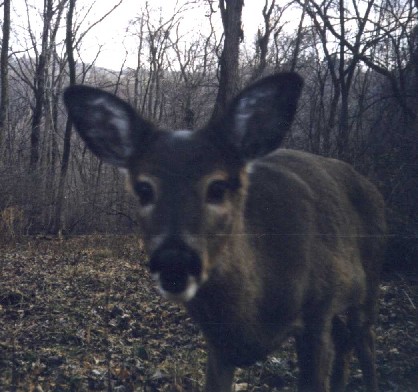 Close picture of a whitetail doe